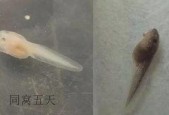 蝌蚪网国产
